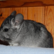 Photo de Chinchilla