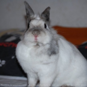 Photo de Lapin