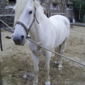 Photo de Camargue