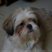 Photo de Shih tzu