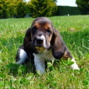 Photo de Basset hound