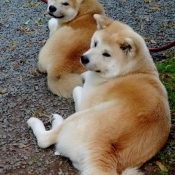 Photo d'Akita inu