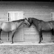 Photo de Races diffrentes