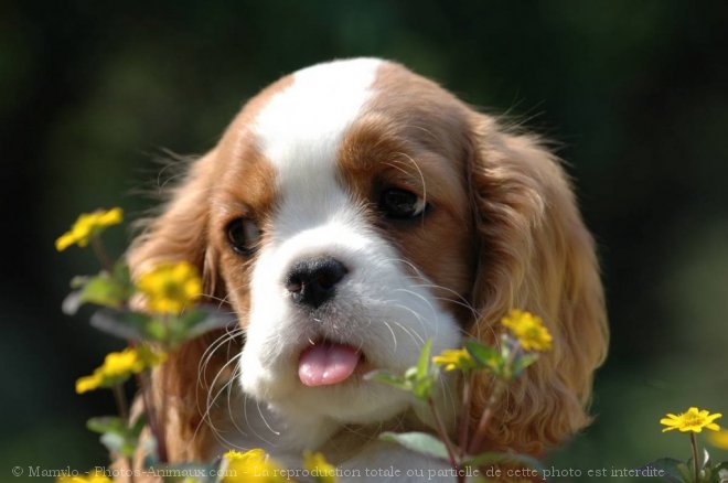 Photo de Cavalier king charles spaniel