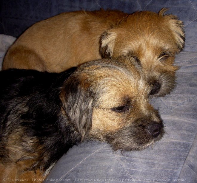 Photo de Border terrier