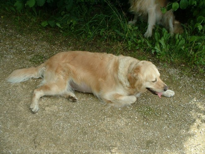 Photo de Golden retriever