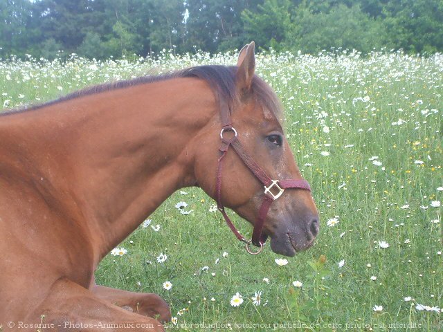 Photo d'Appaloosa