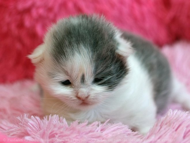 Photo de British longhair