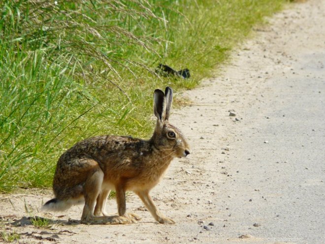 Photo de Lapin