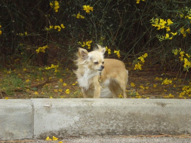 Photo de Chihuahua  poil long