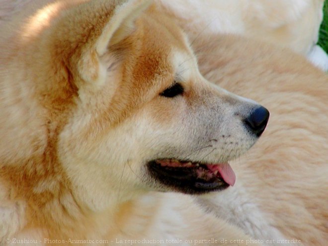 Photo d'Akita inu