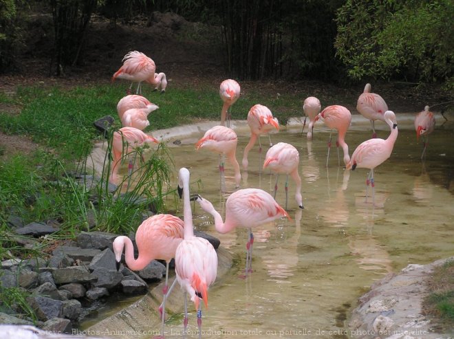 Photo de Flamand rose