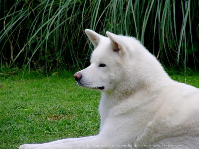 Photo d'Akita inu