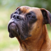 Photo de Boxer