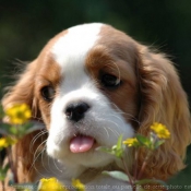 Photo de Cavalier king charles spaniel