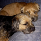 Photo de Border terrier