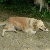 Photo de Golden retriever