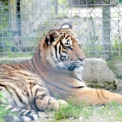 Photo de Tigre