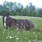 Photo de Quarter horse