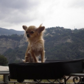 Photo de Chihuahua  poil long