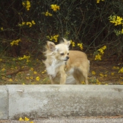 Photo de Chihuahua  poil long