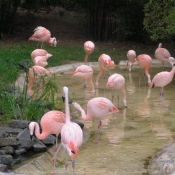 Photo de Flamand rose