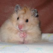 Photo de Hamster