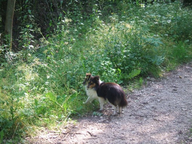 Photo de Chien de berger des shetland