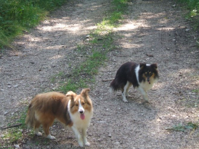 Photo de Chien de berger des shetland