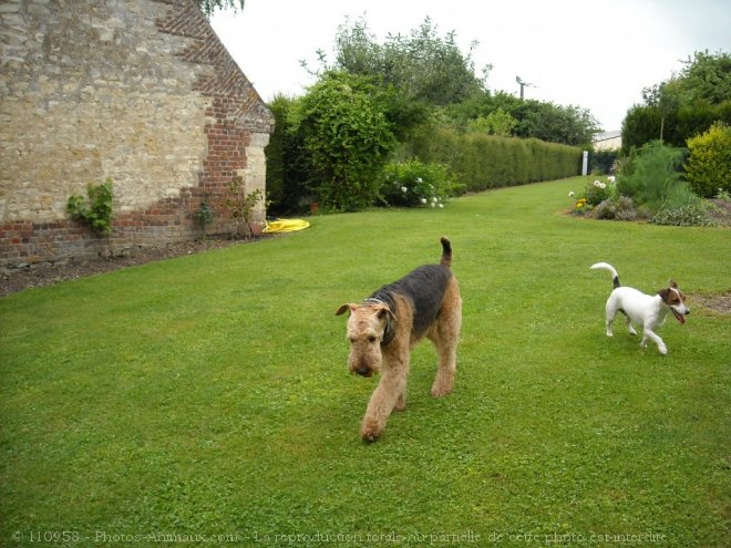 Photo de Jack russell terrier