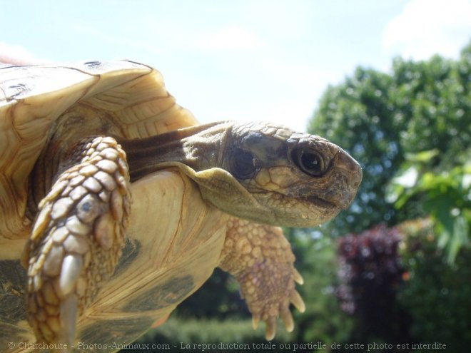 Photo de Tortue