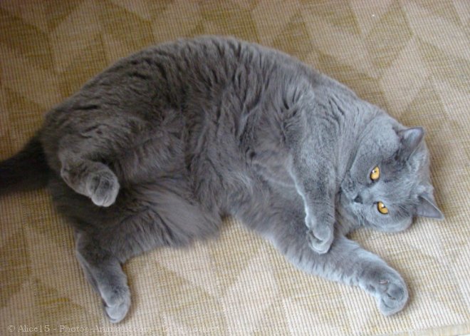 Photo de British shorthair