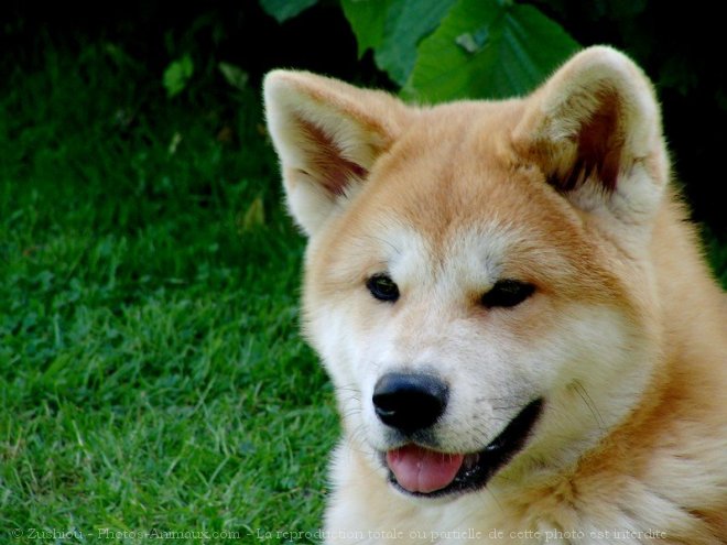 Photo d'Akita inu