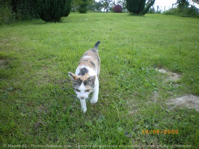 Photo de Chat domestique