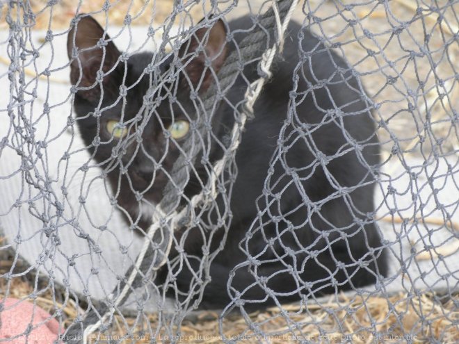 Photo de Chat domestique