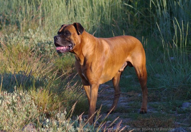 Photo de Boxer