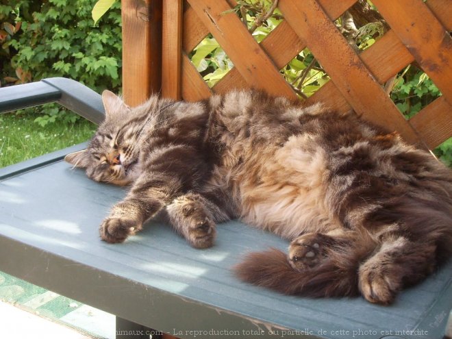 Photo de Maine coon