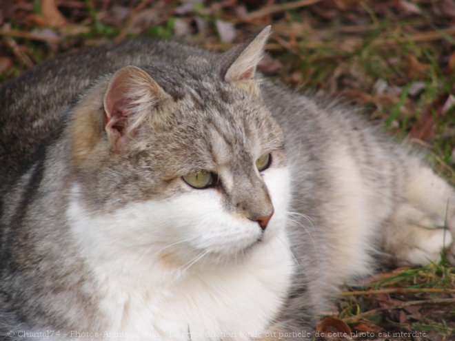 Photo de Chat domestique