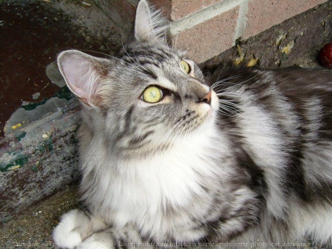 Photo de Maine coon