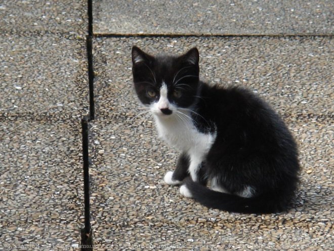 Photo de Chat domestique