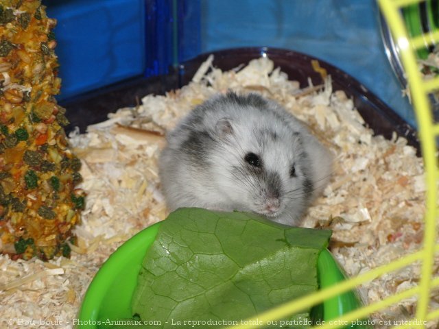 Photo de Hamster