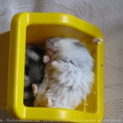 Photo de Hamster