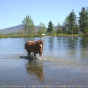 Photo d'Appaloosa