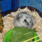 Photo de Hamster