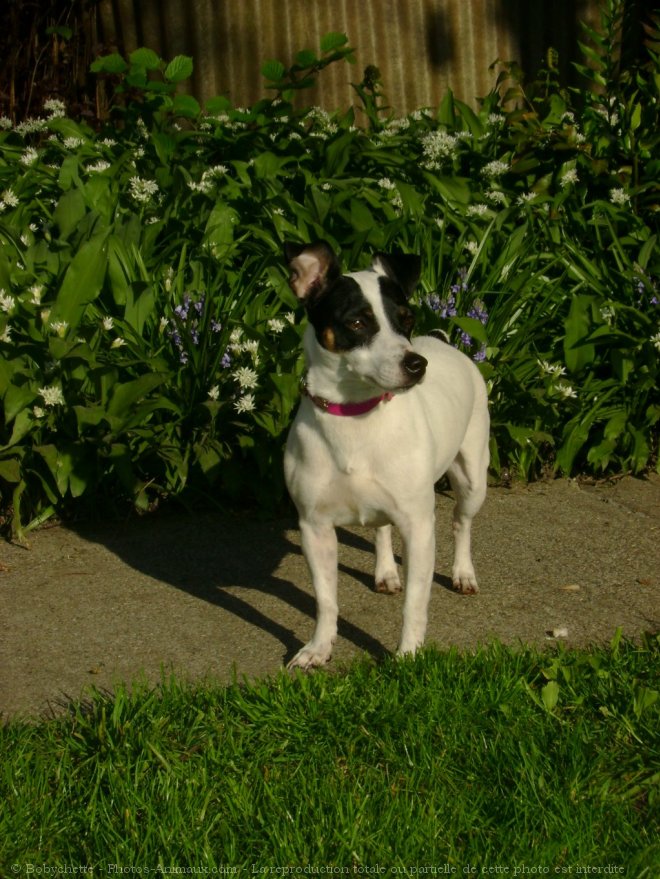 Photo de Jack russell terrier