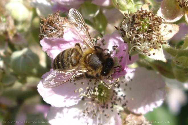 Photo d'Abeille