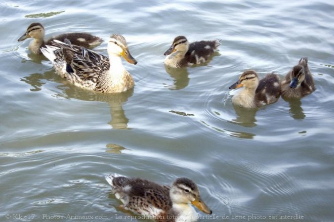 Photo de Canard