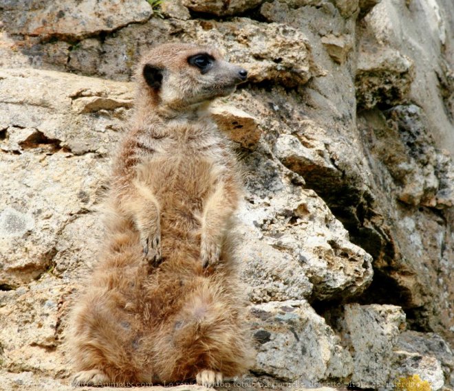 Photo de Suricate