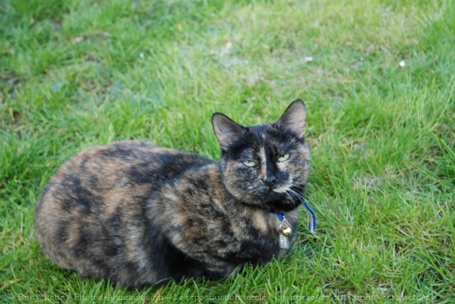 Photo de Chat domestique