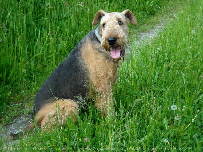 Photo d'Airedale terrier